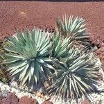 Agave macroacantha Hostoa