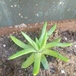 Dudleya edulis Hoja