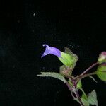 Torenia violacea