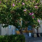 Hibiscus syriacusFlower