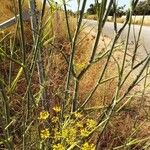 Foeniculum vulgareBlüte