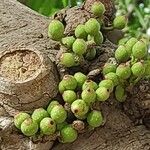 Ficus superba Fruto