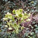 Helleborus foetidusЛисток