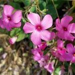 Oxalis articulata Flor