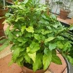 Mitriostigma axillare Hábito