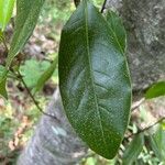 Magnolia virginiana পাতা