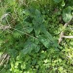 Arum italicum x Arum maculatum Hoja