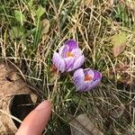 Crocus vernusKukka