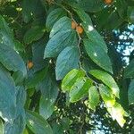 Celtis iguanaea 果實