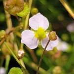 Alisma lanceolatum 花