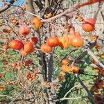 Malus baccata Fruit