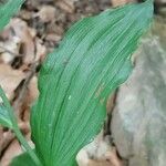 Epipactis leptochila Leaf