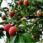 Cornus kousa Фрукт