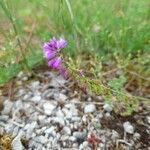 Polygala comosaŽiedas