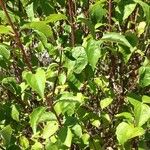 Philadelphus coronariusLeaf