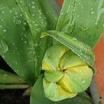 Tulipa sylvestris Blüte