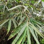 Bambusa vulgaris Лист