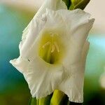 Gladiolus communis Kukka