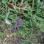 Centaurea lugdunensis Floro