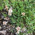 Trifolium pallescens फूल