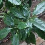 Aucuba chinensis Φύλλο