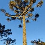 Araucaria angustifolia Hábito