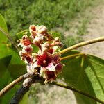 Acropogon mesophilus Fruit