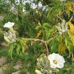 Ipomoea arborescens Flower