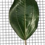 Miconia elata Blatt