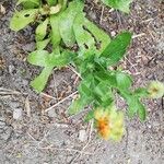 Calendula arvensis Blüte