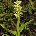 Platanthera hyperborea Habitus