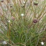 Thelesperma megapotamicum Habitatea