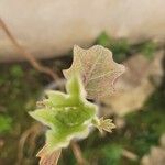 Hydrangea quercifolia Foglia