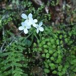 Adiantum jordanii Celota