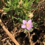 Spergularia rupicola Flower