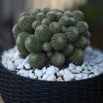 Rebutia minuscula Leaf