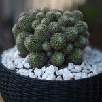 Rebutia minuscula Yaprak