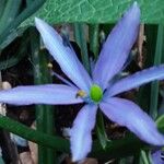 Camassia leichtlinii 花