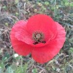 Papaver argemone Virág