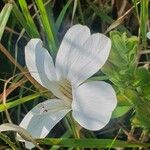 Barleria robertsoniae Flower