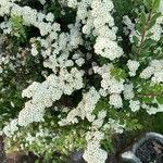 Spiraea nipponica List