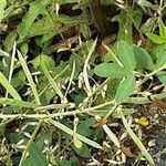 Cytisus nigricans Fruit