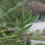 Indigofera lespedezioides Leaf