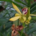 Prosthechea cochleata 花