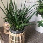 Dracaena stuckyi Blatt