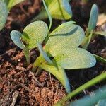 Cucumis sativus Blad