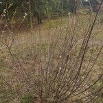 Salix acutifolia Hábito