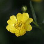 Ranunculus canus Цветок