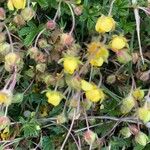 Helianthemum origanifolium Flower