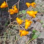 Solanum mammosum Fruit